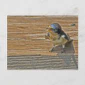 Begging Barn Swallow Briefkaart (Voorkant)