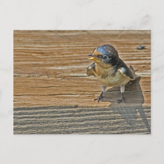 Begging Barn Swallow Briefkaart (Voorkant)