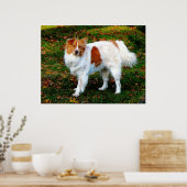 BEGIN ONDER $20 - Collie op eigen kracht Poster (Keuken)