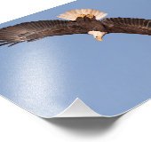 Beginnen met duiken kale adelaar foto afdruk (Hoek)