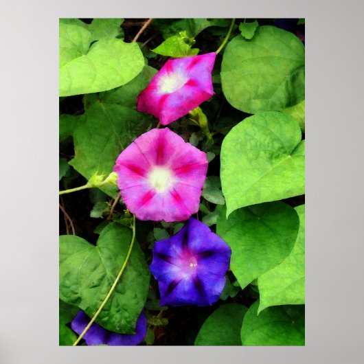 BEGINNEND ONDER $20 - Roze en Paarse Morning Glori Poster (Voorkant)