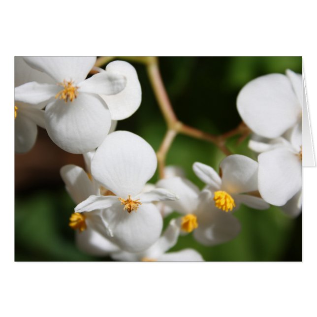 Begonia (Voorkant Horizontaal)