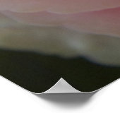 Begonia Beauty Poster (Hoek)