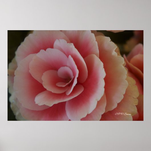 Begonia Beauty Poster (Voorkant)