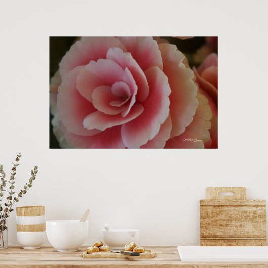 Begonia Beauty Poster (Keuken)