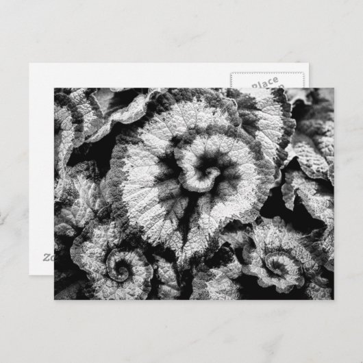 Begonia-bladeren in zwart-wit briefkaart (Voorkant / Achterkant)