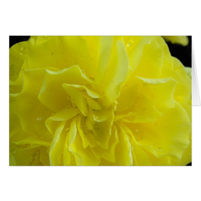 Begonia bloemen,海棠 (Voorkant Horizontaal)