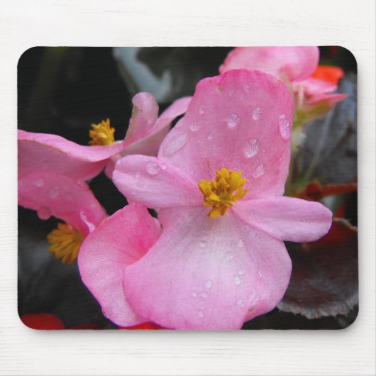 Begonia bloemen,海棠 muismat (Voorkant)