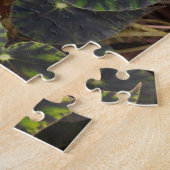 Begonia bowerae Ziesenh. 'Bethlehem Star' Legpuzzel (Zijkant)