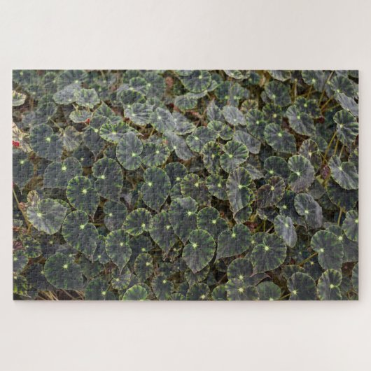 Begonia bowerae Ziesenh. 'Bethlehem Star' Legpuzzel (Horizontaal)