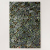 Begonia bowerae Ziesenh. 'Bethlehem Star' Legpuzzel (Verticaal)