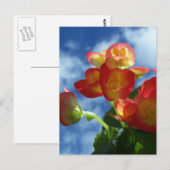 Begonia Flowers Briefkaart (Voorkant / Achterkant)