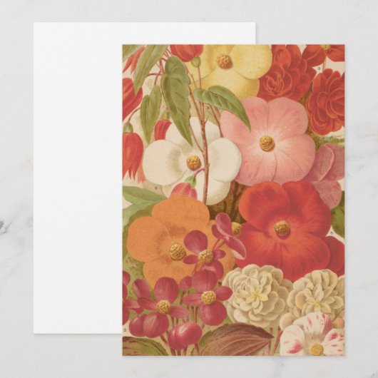 Begonia | George Nicholson (Voorkant / Achterkant)