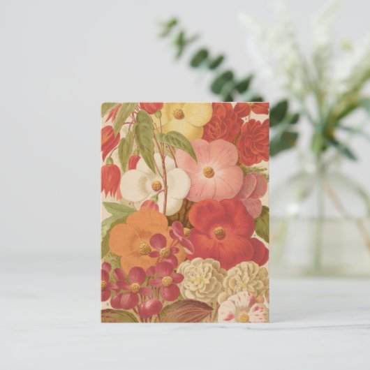 Begonia | George Nicholson Briefkaart (Staand voorkant)