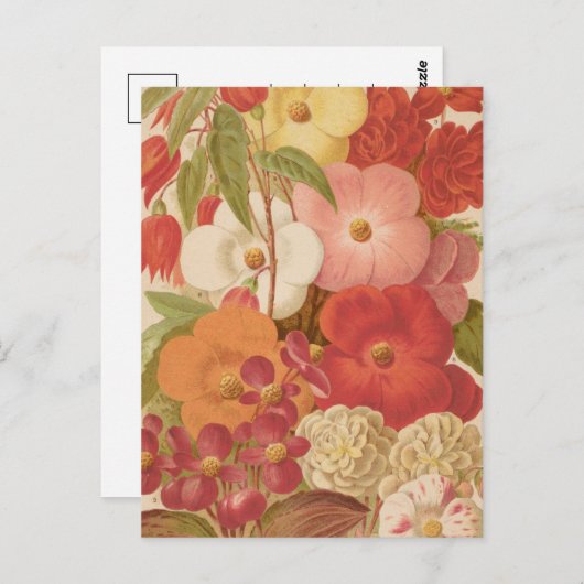 Begonia | George Nicholson Briefkaart (Voorkant / Achterkant)