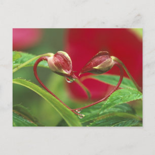 Begonia-knoppen in hartvorm met druppels . Credit Briefkaart