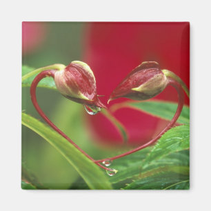Begonia-knoppen in hartvorm met druppels . Credit Magneet