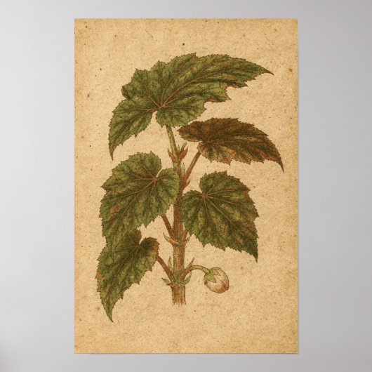 Begonia Loof Botanische Print (Voorkant)