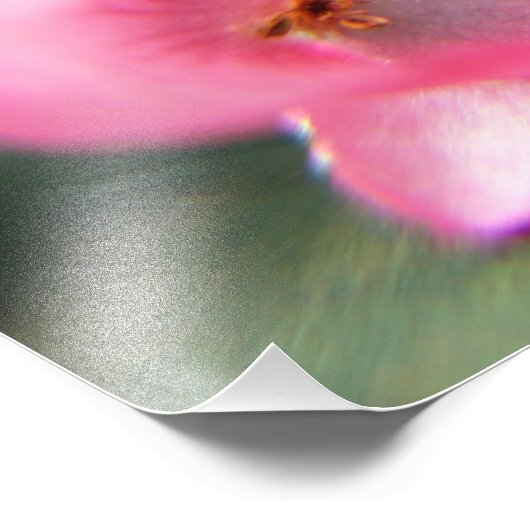 Begonia Petal Foto Afdruk (Hoek)