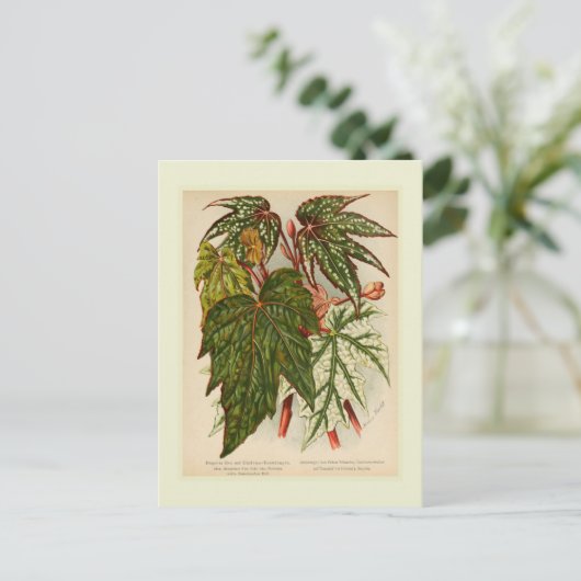 Begonia rex briefkaart (Staand voorkant)