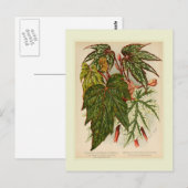 Begonia rex briefkaart (Voorkant / Achterkant)