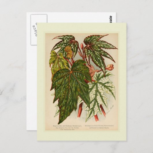 Begonia rex briefkaart (Voorkant / Achterkant)