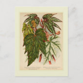 Begonia rex briefkaart (Voorkant)