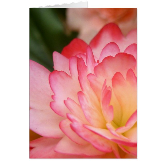 Begonia Soul Blossom (Voorkant)