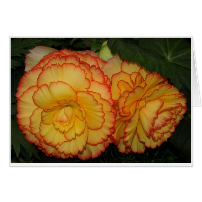 Begonias (Voorkant Horizontaal)