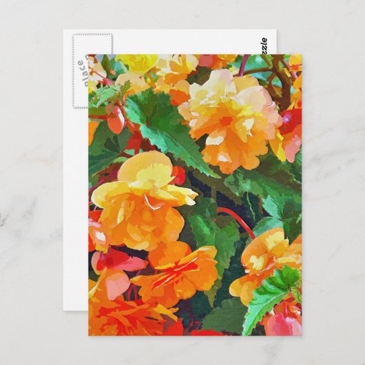 BEGONIAS BRIEFKAART (Voorkant / Achterkant)