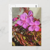 Begonias-briefkaart, aanpassen briefkaart (Voorkant / Achterkant)