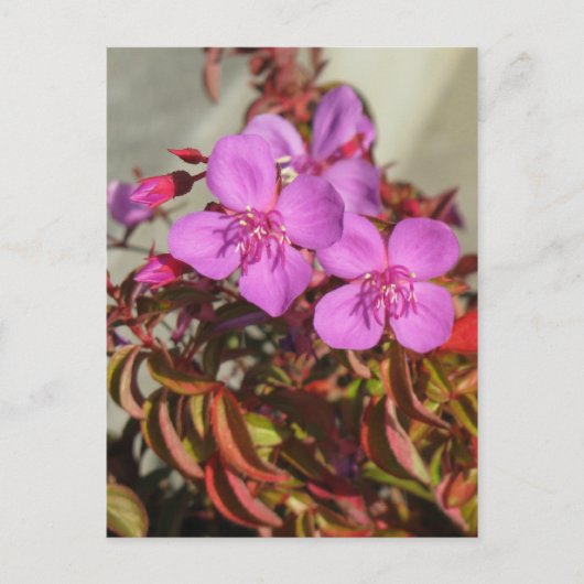 Begonias-briefkaart, aanpassen briefkaart (Voorkant)