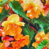 BEGONIAS CANVAS AFDRUK