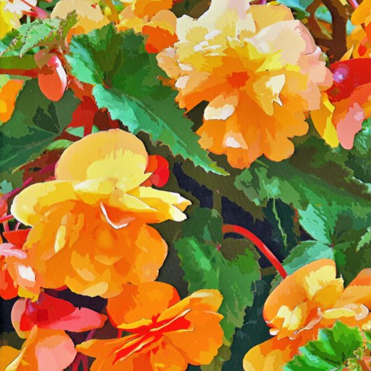 BEGONIAS-KAART