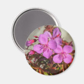Begonias magnet (Voorkant / Achterkant)
