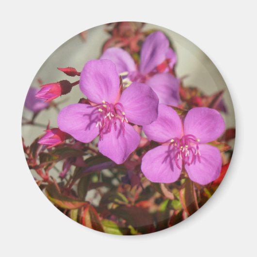 Begonias magnet (Voorkant)