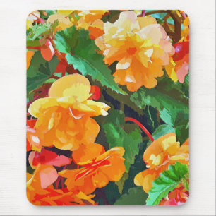 BEGONIAS MUISMAT