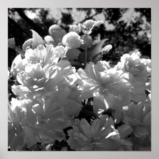 Begonias Poster (Voorkant)