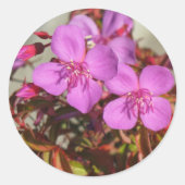 Begonias stickers (Voorkant)