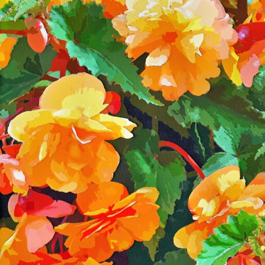 BEGONIAS THEEDOEK