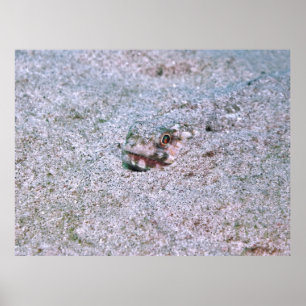begraven poster