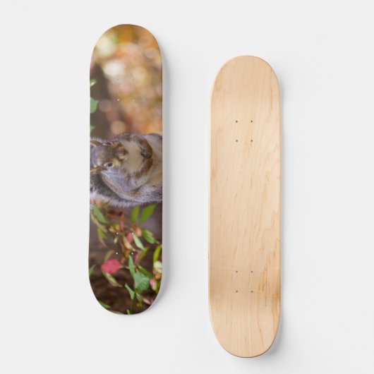 Begrepen eekhoorn skateboard (Voorkant)