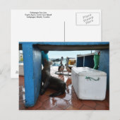 Begrepen van Galapagos Zee Lion Briefkaart (Voorkant / Achterkant)