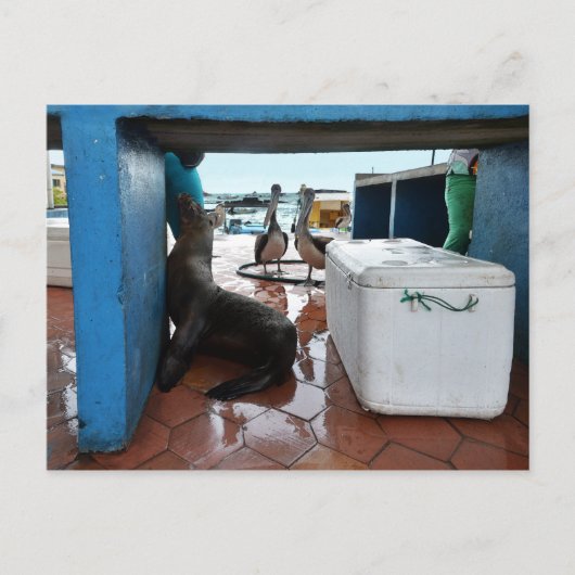 Begrepen van Galapagos Zee Lion Briefkaart (Voorkant)