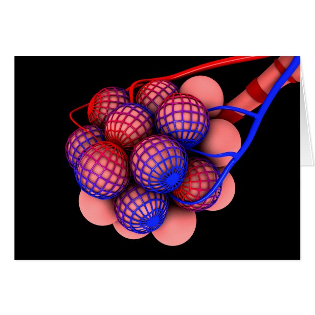 Begripelijk Afbeelding van Alveoli 1 (Voorkant Horizontaal)