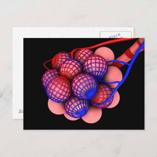 Begripelijk Afbeelding van Alveoli 1 Briefkaart (Voorkant / Achterkant)