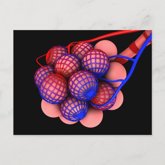 Begripelijk Afbeelding van Alveoli 1 Briefkaart (Voorkant)