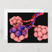 Begripelijk Afbeelding van Alveoli 2 Briefkaart (Voorkant / Achterkant)