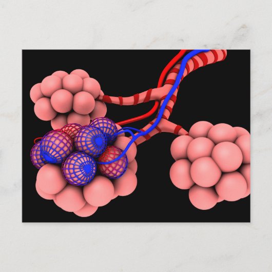 Begripelijk Afbeelding van Alveoli 2 Briefkaart (Voorkant)