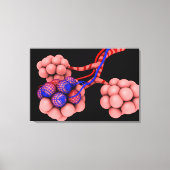 Begripelijk Afbeelding van Alveoli 2 Canvas Afdruk (Voorkant)